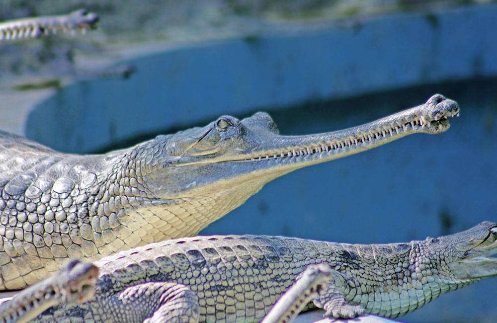 Jaipur Zoo Jaipur Tour Package Gulhati Cab Service